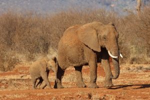 Zuid-Afrika Kruger Park