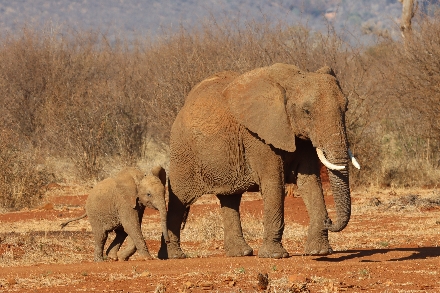 Zuid-Afrika Kruger Park