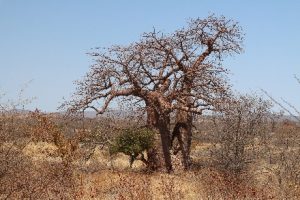 Zuid-Afrika Kruger Park