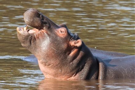 Zuid-Afrika Kruger Park