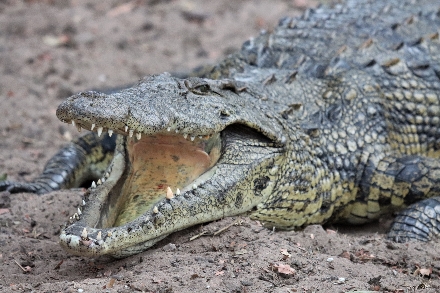 Botswana Chobe