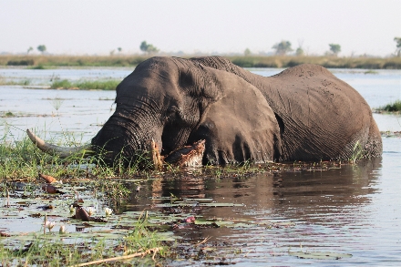 Okavango Delta Botswana