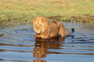 Okavango Delta Botswana