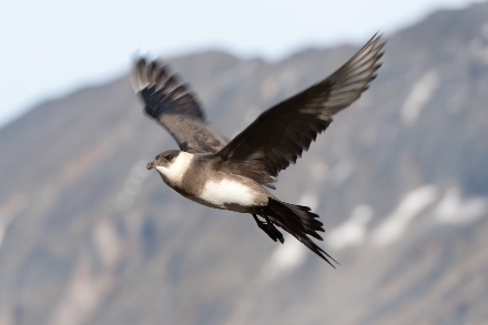 Spitsbergen Svalbard Expeditiecruise