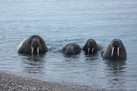 Spitsbergen Svalbard Expeditiecruise