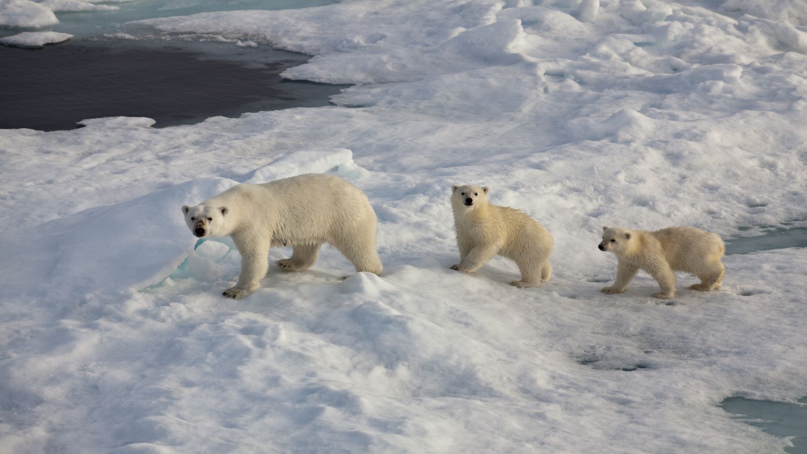 Expeditiereis Expeditiecruise Spitsbergen