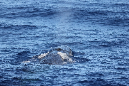 La Gomera Canarische Eilanden Spanje