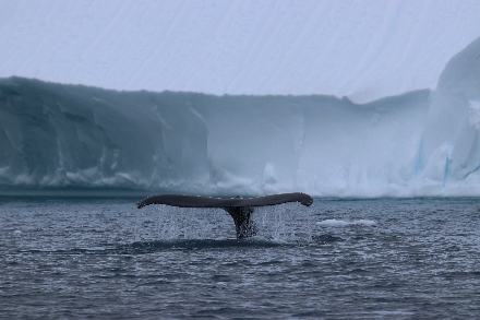 Groenland Ilulissat