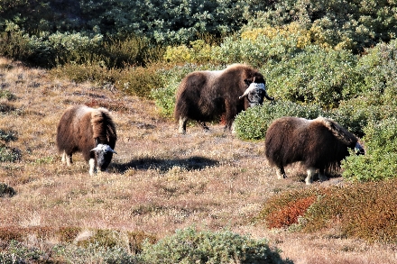 Groenland Kangerlussuaq IJskap