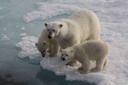 Cruisereizen Cruisereis Spitsbergen