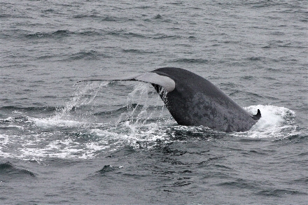 Cruisereizen Cruisereis Spitsbergen