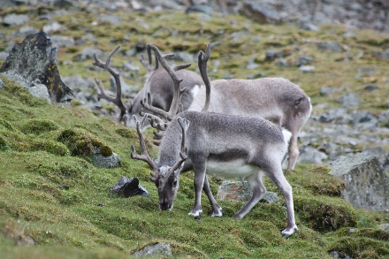 Cruisereizen Cruisereis Spitsbergen