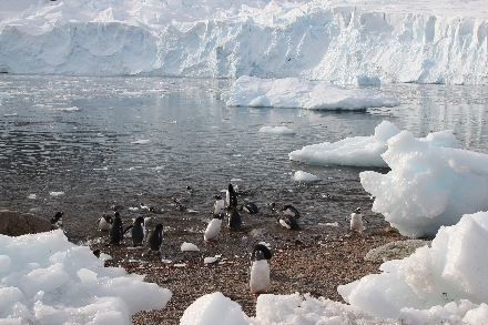 Cruisereizen Cruisereis Antarctica