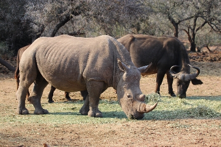 Rondreis Zuid Afrika