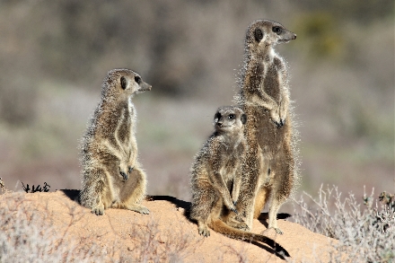 Oudtshoorn ZuidAfrika