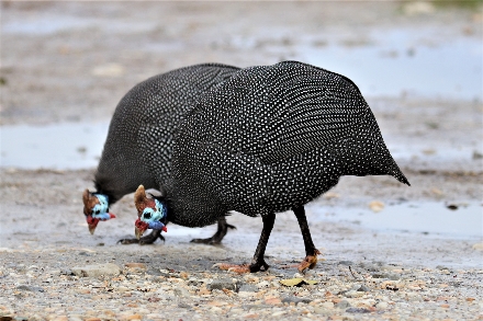 Knysna ZuidAfrika