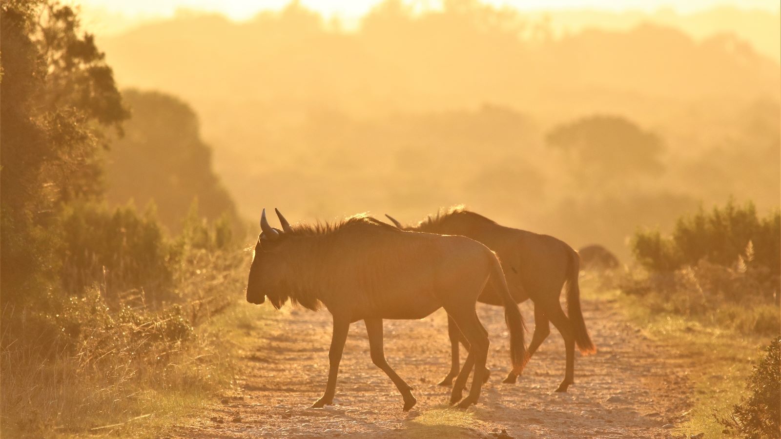 Rondreis Zuid Afrika