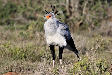 Rondreis Zuid Afrika