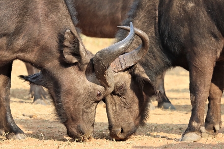 Kruger Park Zuid Afrika