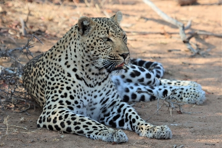 Kruger Park Zuid Afrika