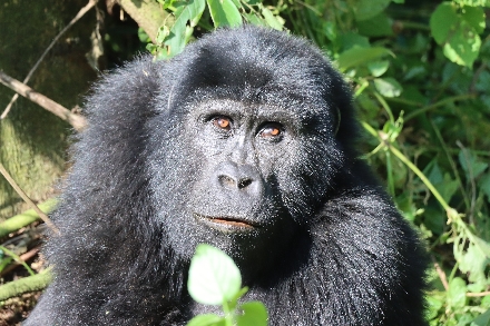 Gorilla's Oeganda