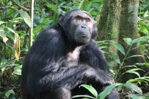 Chimpansees Oeganda