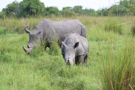 Neushoorn Oeganda