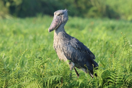 Entebbe Shoebill Oeganda