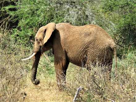 Olifant Kenia