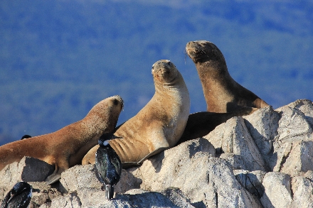 Antarctica expeditiereis Ushuaia Beaglekanaal