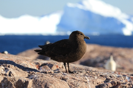 Antarctica Cruisereis 