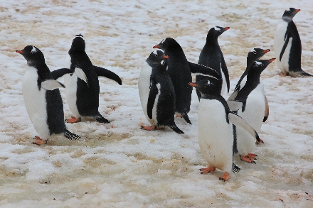 Antarctica Cruisereis