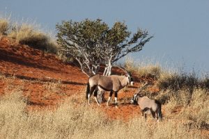 Namibië Oryx