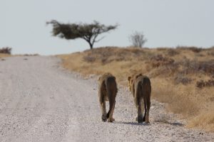 Namibië Etoscha