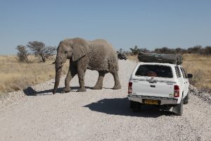 Namibië Etocha