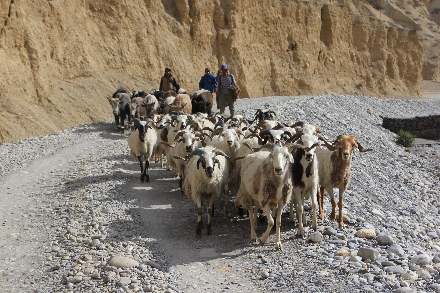 Mustang Nepal