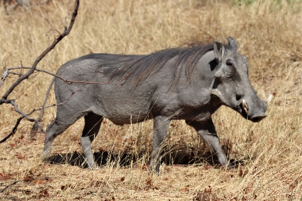 Tanzania