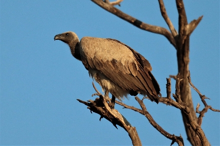 Tanzania