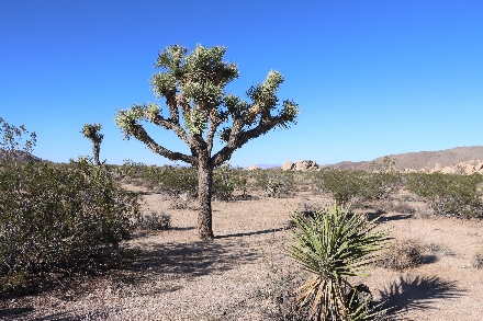 Amerika USA Joshua Tree NP