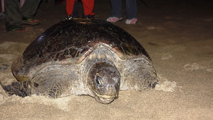 Indonesië Turtle