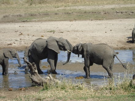 Olifanten Tanzania