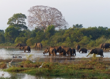 Sri Lanka Yala National Park