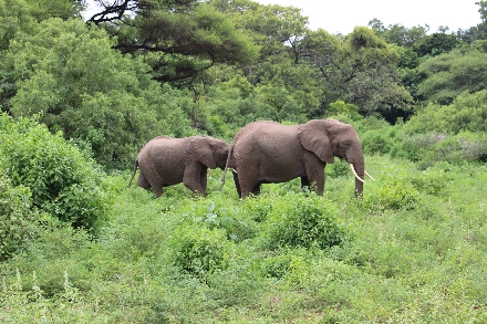 Tanzania