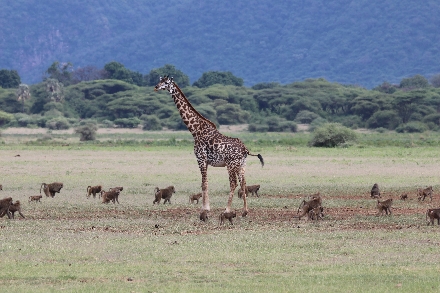 Tanzania