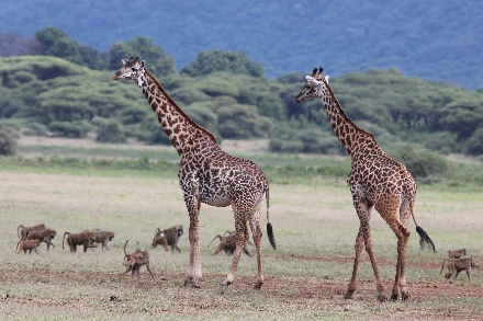 Tanzania