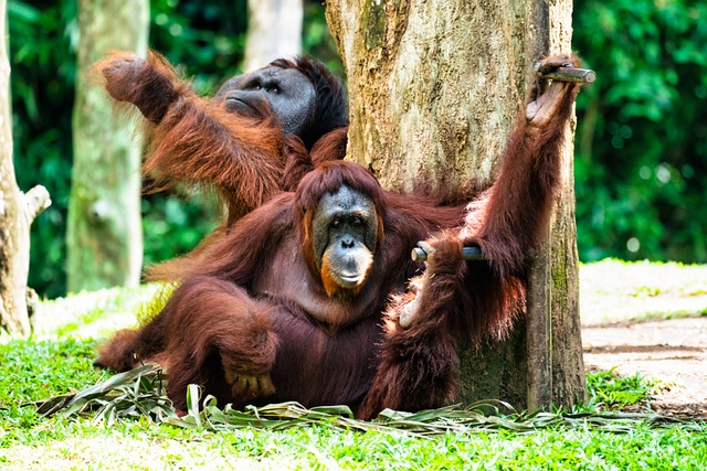 Orang oetans Indonesië