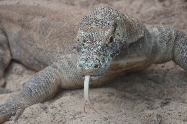 Indonesië Komodovaranen