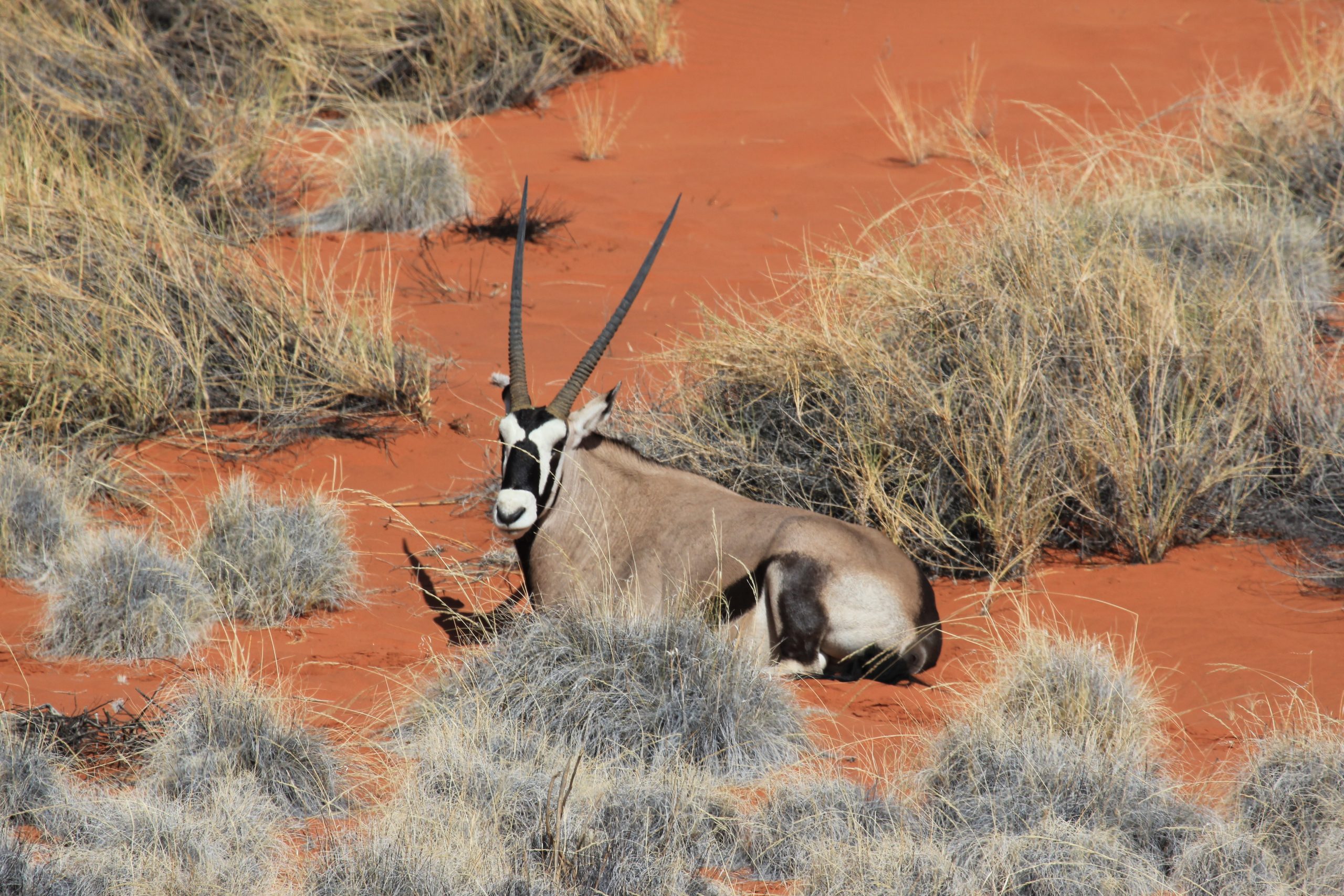 Namibie Oryx