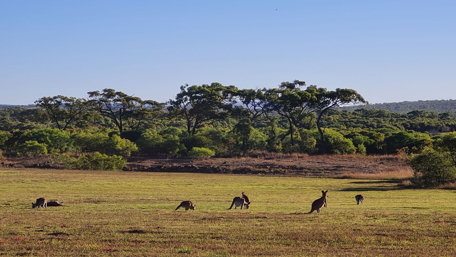 Australië