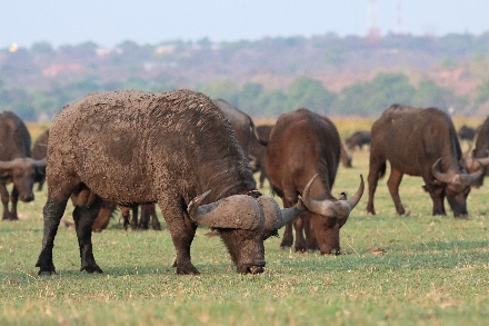 Chobe National Park Botswana